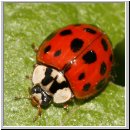 Harmonia axyridis - Asiatischer Marienkaefer 19.jpg